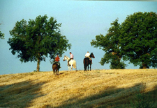 Italy-Tuscany-Relaxed Tuscan Ride in Maremma